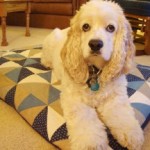 How to make a quilted dog bed, video, tutorial